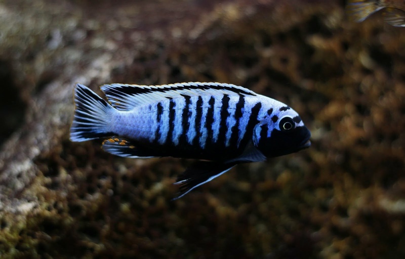 Maylandia sp. 'msobo heteropictus' Thumbi Point